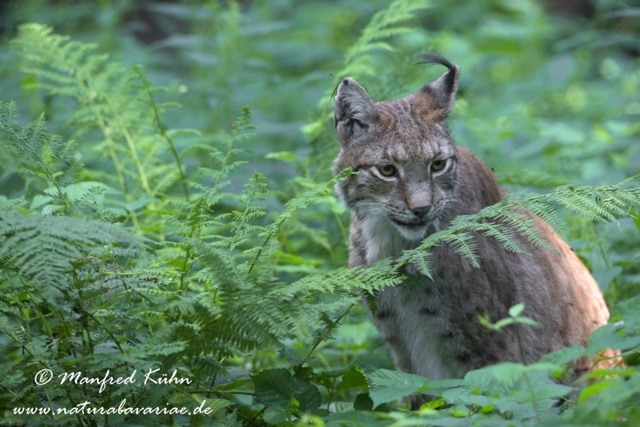 Luchs (Europäischer)_0121