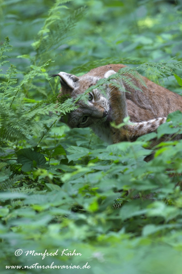 Luchs (Europäischer)_0123