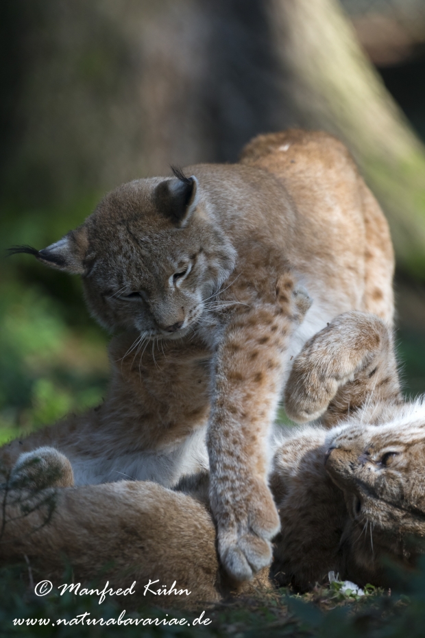 Luchs (Europäischer)_0125