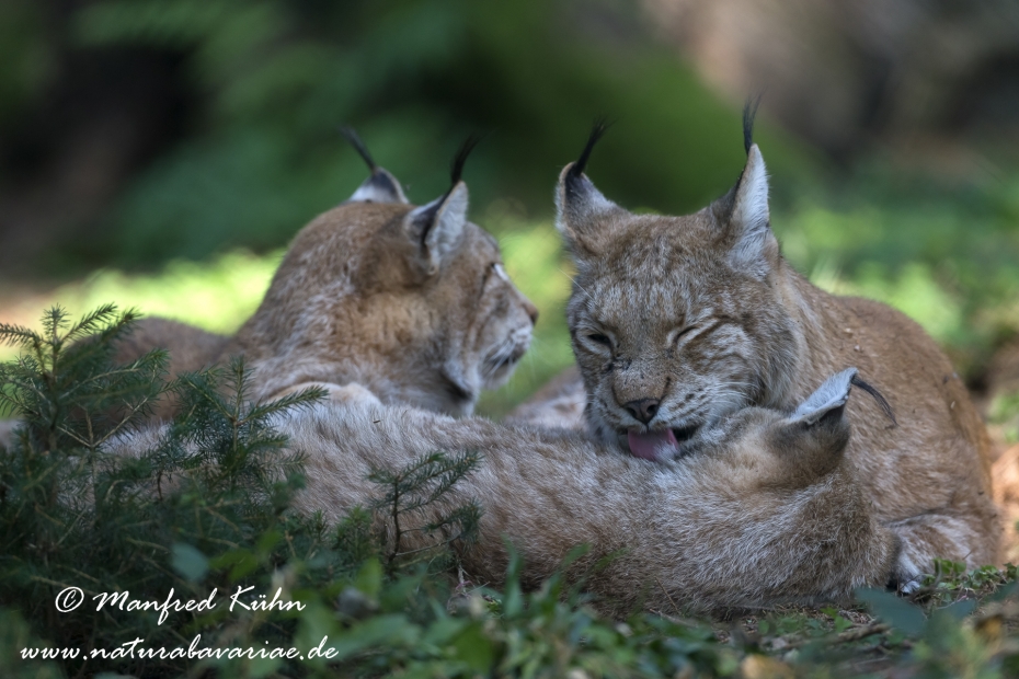Luchs (Europäischer)_0126