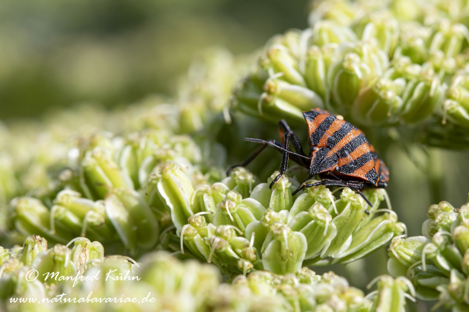 Streifenwanze ()_0011