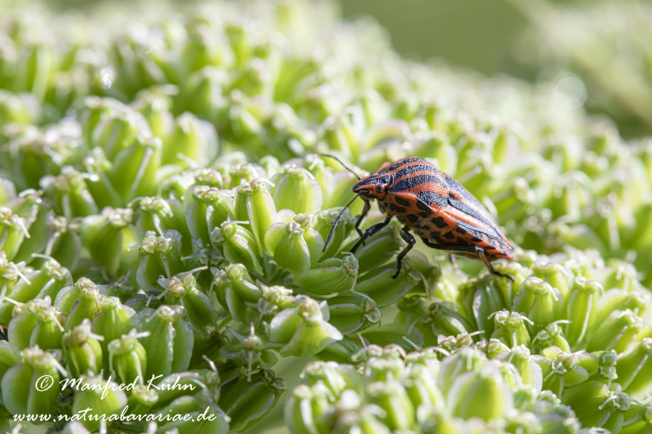 Streifenwanze ()_0014