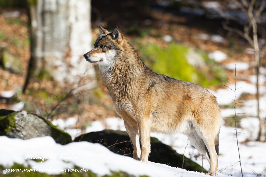 Wolf (Europäischer)_0019