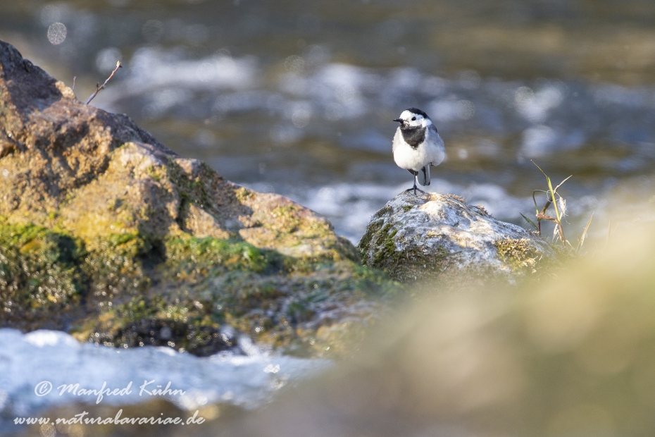 Bachstelze ()_0035