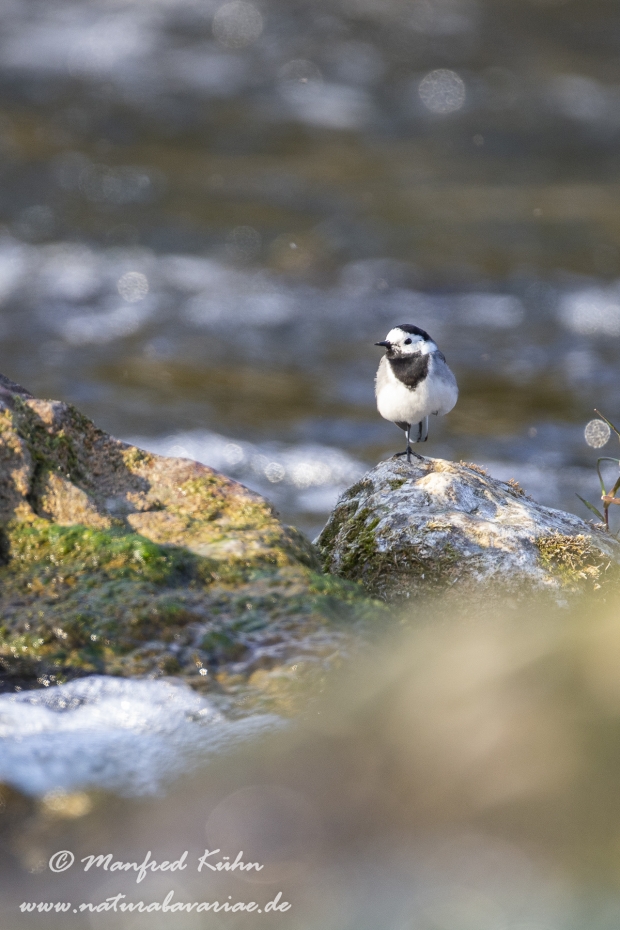 Bachstelze ()_0036