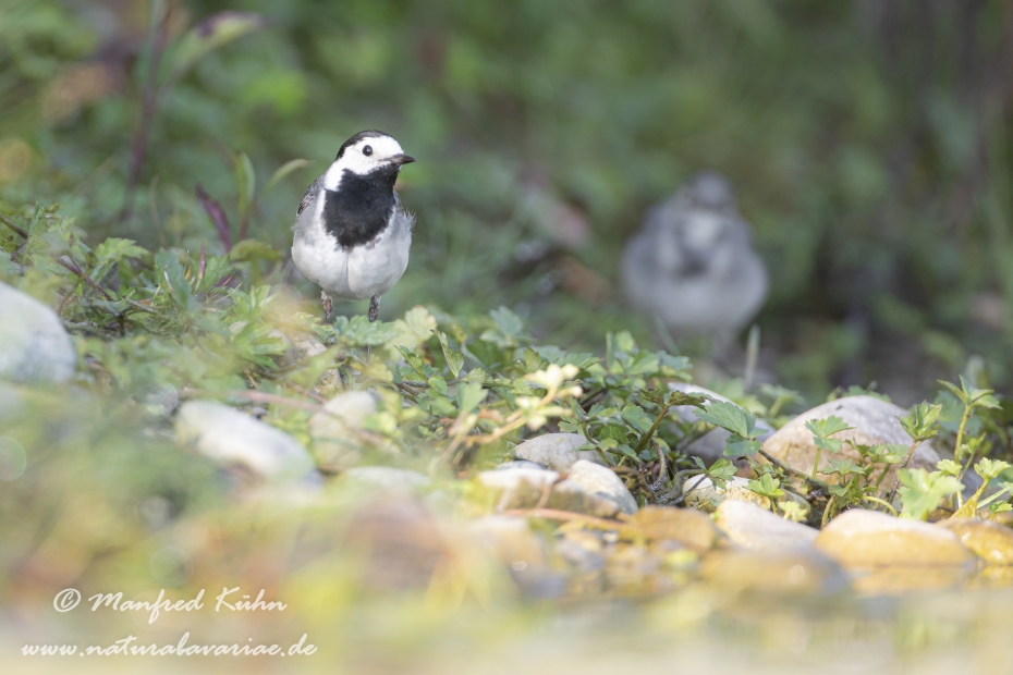 Bachstelze ()_0046