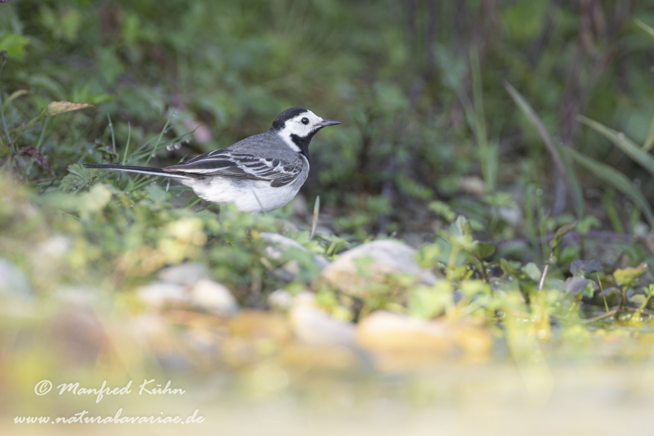 Bachstelze ()_0048