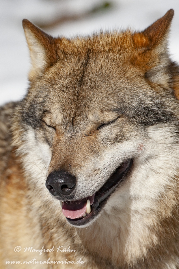 Wolf (Europäischer)_0034