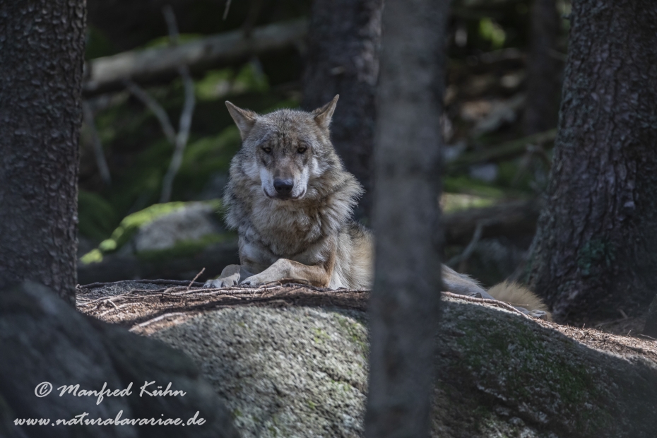 Wolf (Europäischer)_0135