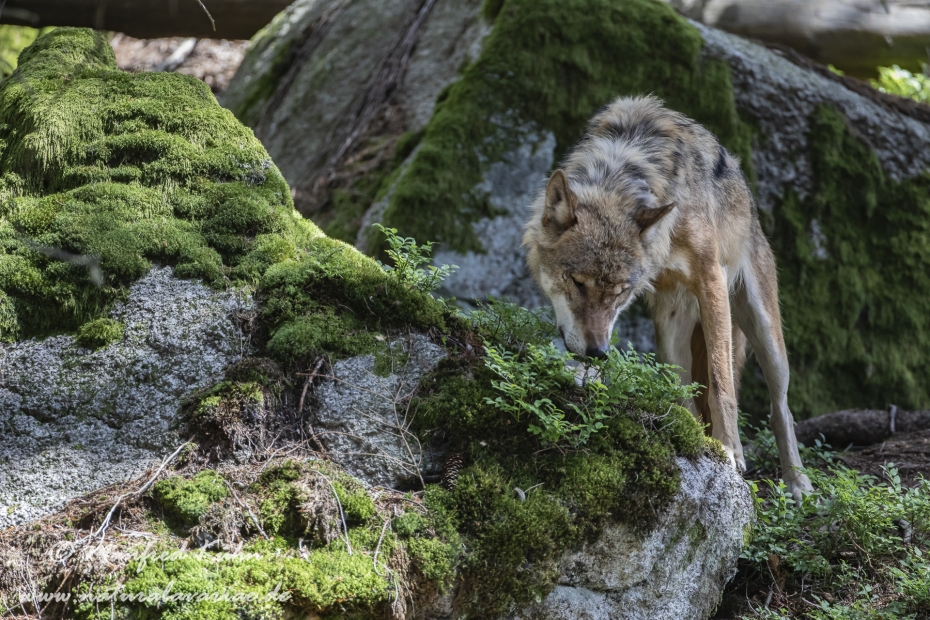 Wolf (Europäischer)_0139