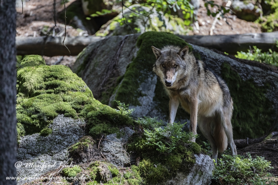Wolf (Europäischer)_0141