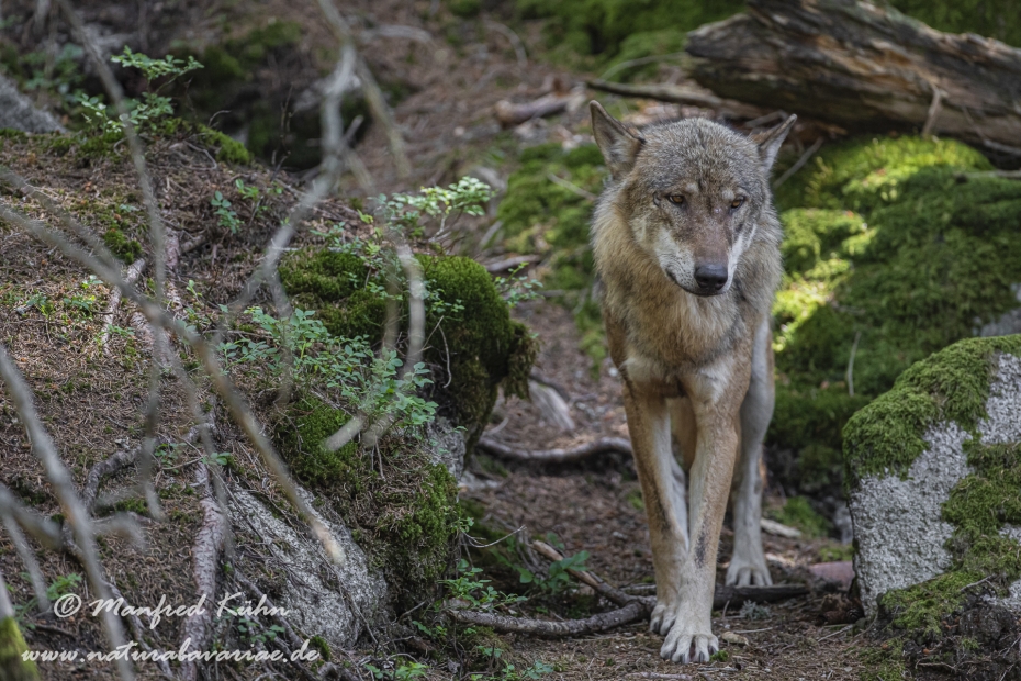 Wolf (Europäischer)_0142