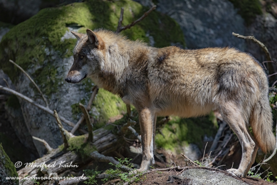 Wolf (Europäischer)_0143