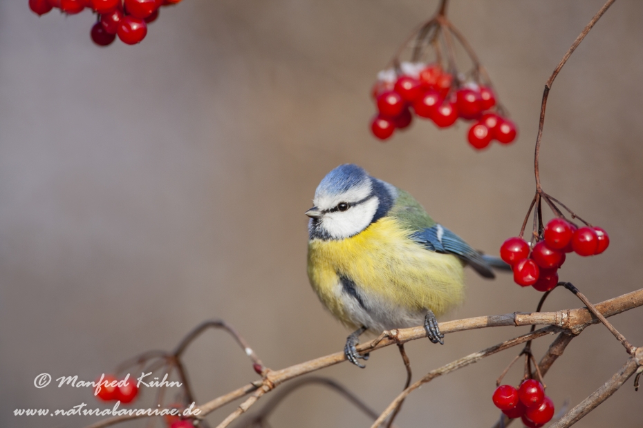 Blaumeise ()_0038