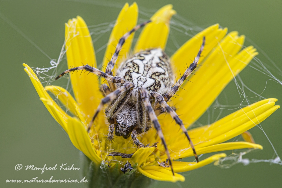 Eichblatt-Radspinne oder Eichblatt-Kreuzspinne ()_0002