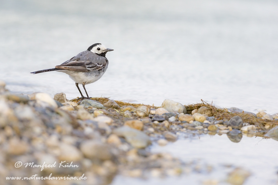 Bachstelze ()_0031