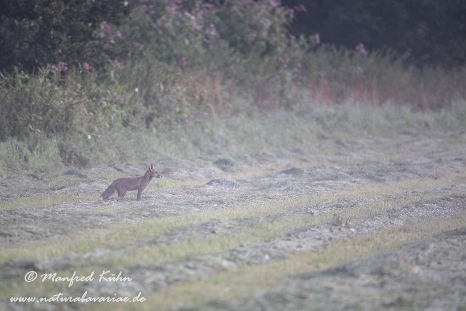 Rotfuchs ()_0015