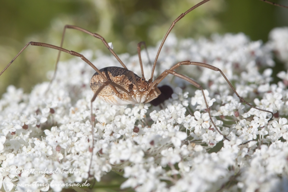 Schneider (Sp. Weberknecht)_0005