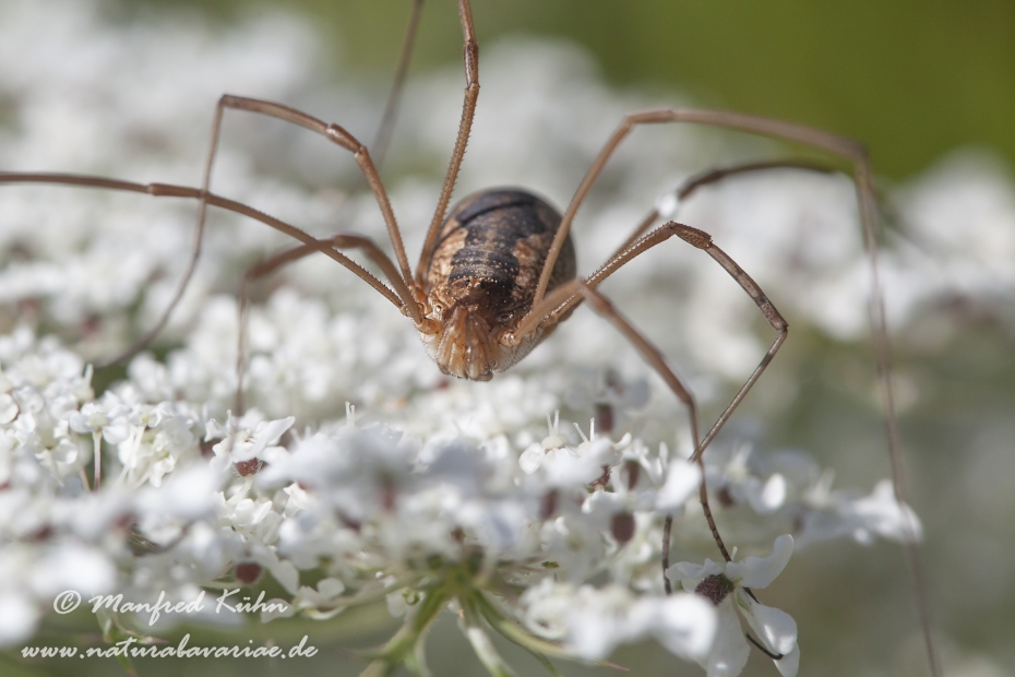 Schneider (Sp. Weberknecht)_0009
