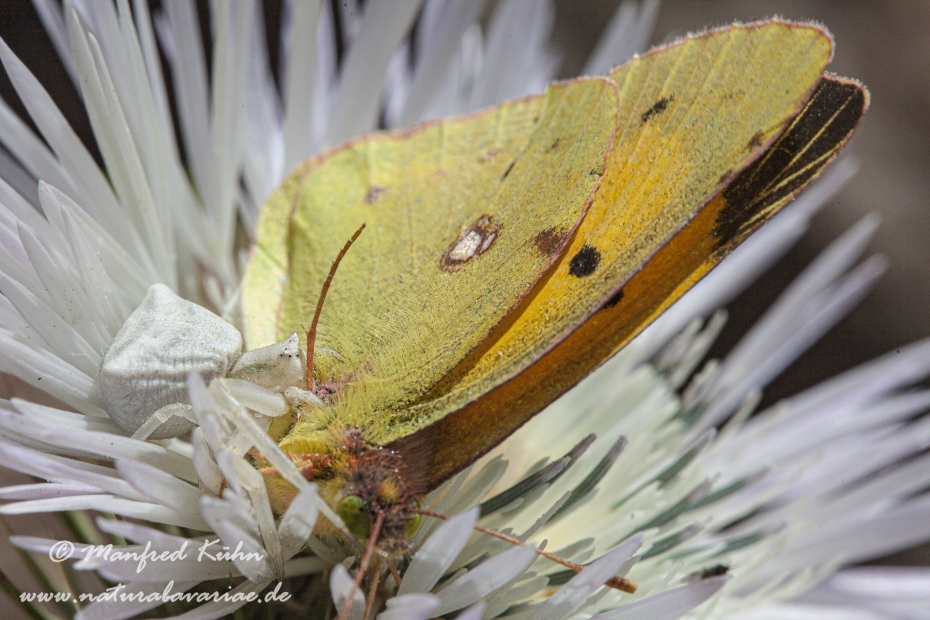 Krabbenspinne (Thomisus onustus)_0003