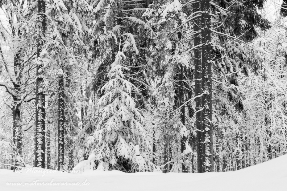 Winter ()_0006