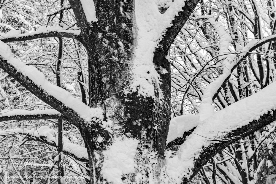 Winter ()_0011