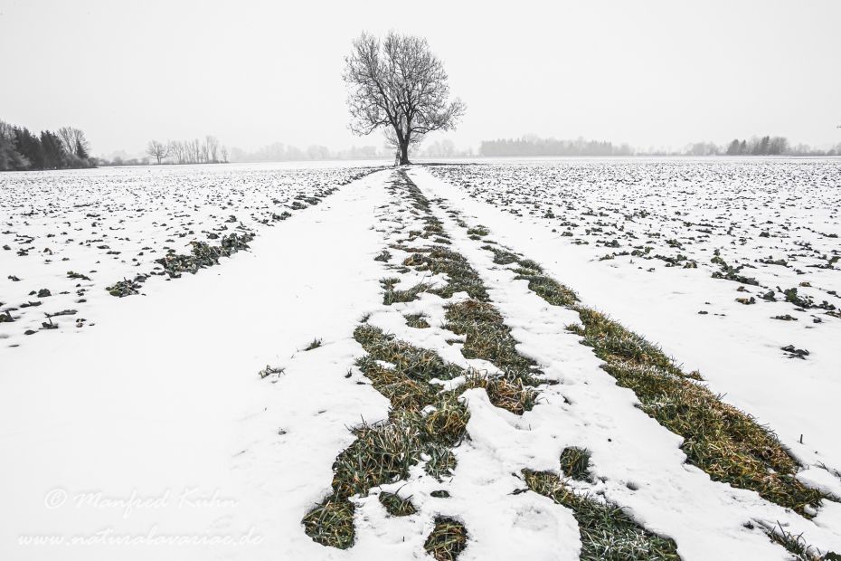 Winter (Bäume)_0040