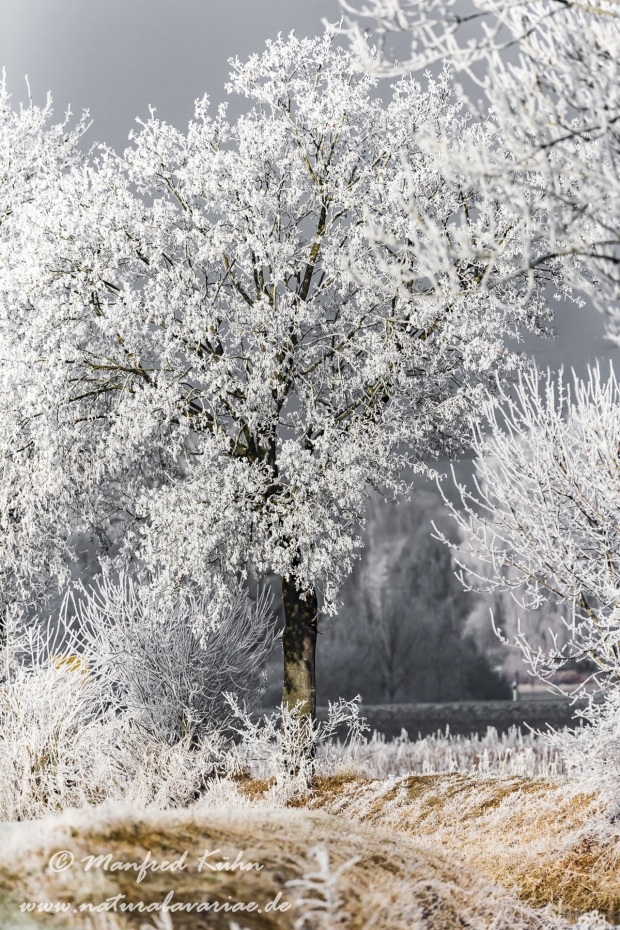Winter (Bäume)_0086