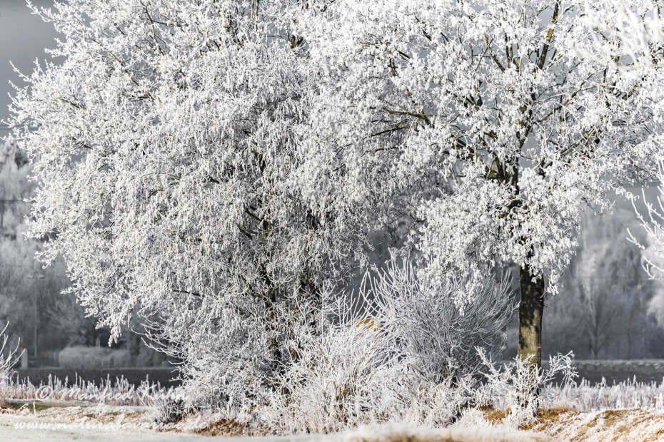 Winter (Bäume)_0087