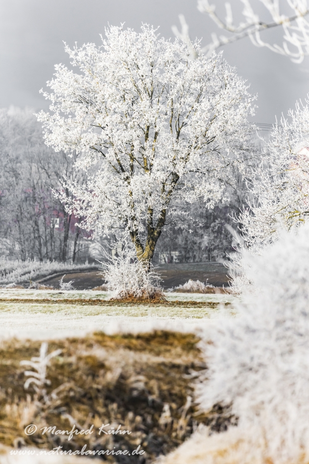 Winter (Bäume)_0089