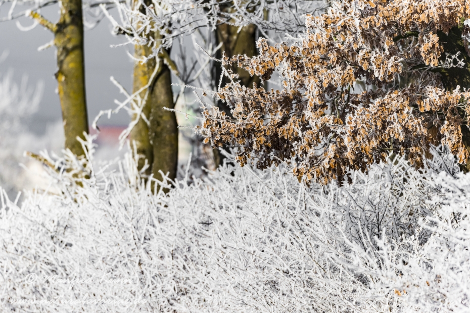 Winter (Bäume)_0090