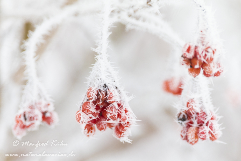 Winter (Details)_0002