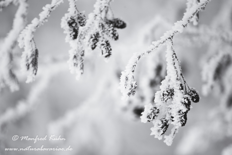 Winter (Details)_0008