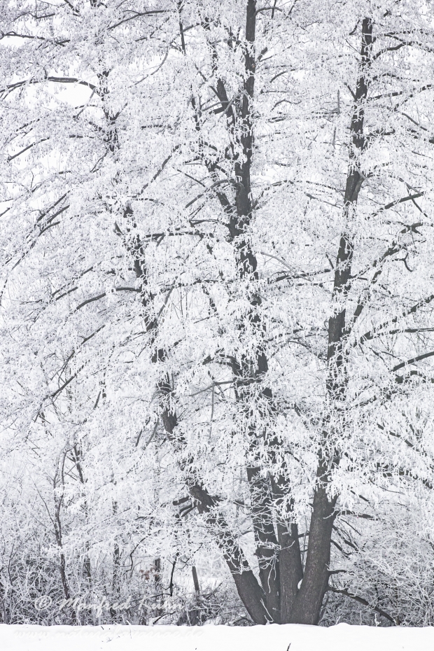Winter (Nebel)_0006
