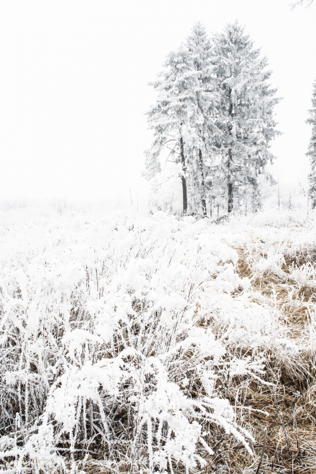 Winter (Rauhreif)_0001
