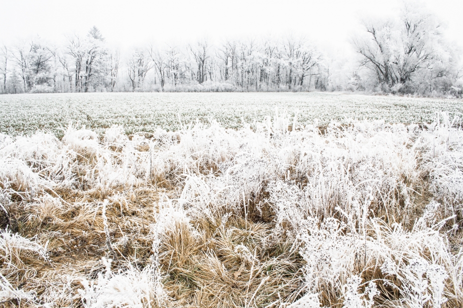Winter (Rauhreif)_0002