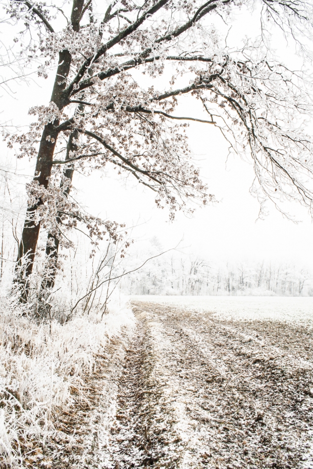 Winter (Rauhreif)_0003