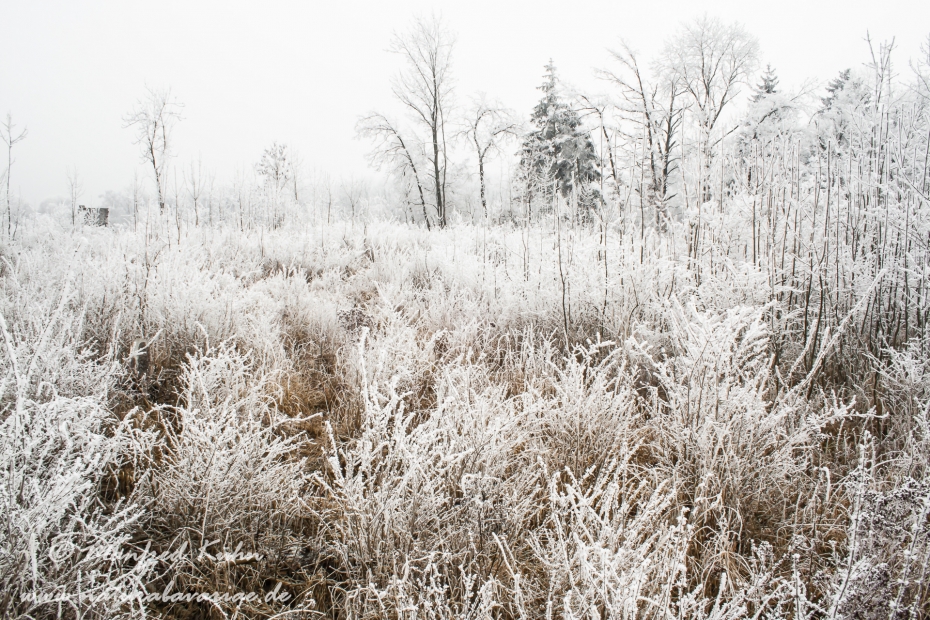 Winter (Rauhreif)_0004