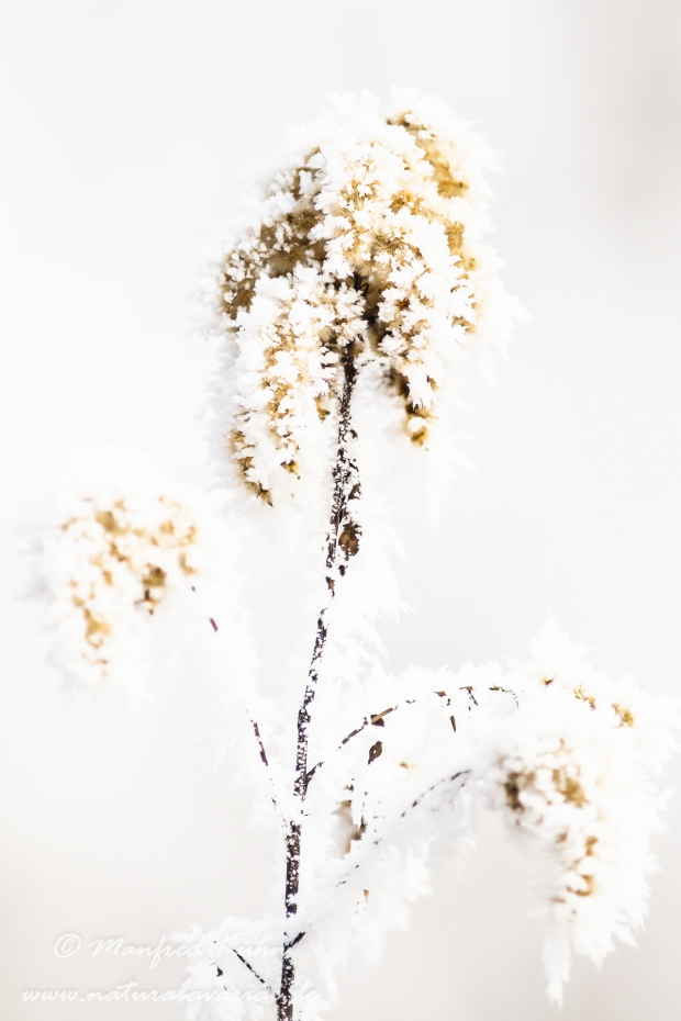 Winter (Rauhreif)_0005