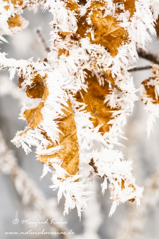 Winter (Rauhreif)_0008
