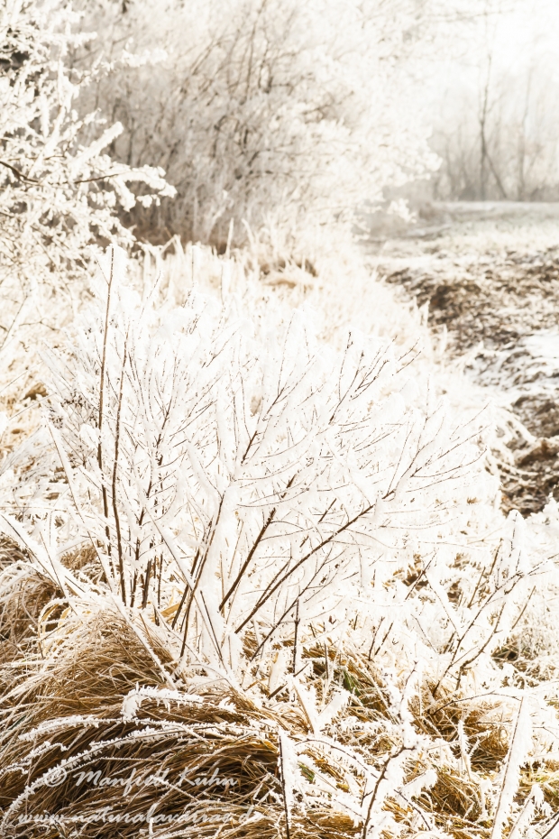 Winter (Rauhreif)_0012