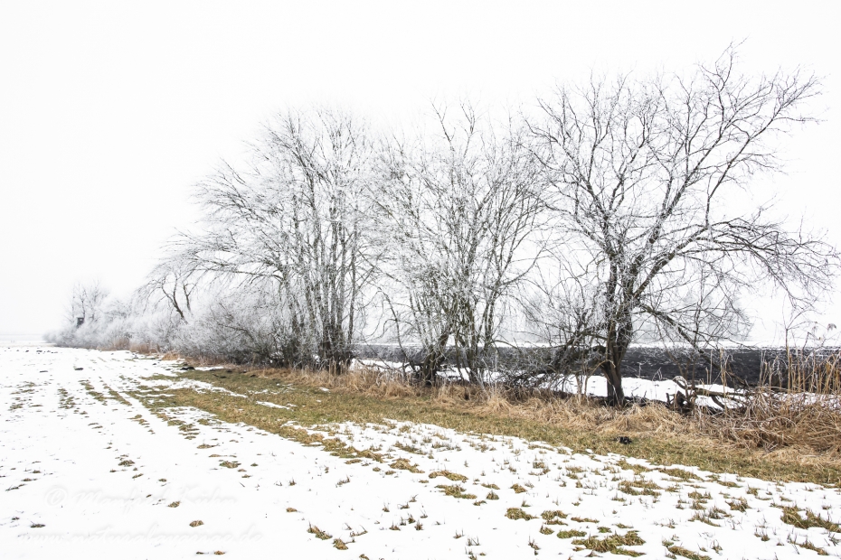Winter (Rauhreif)_0021