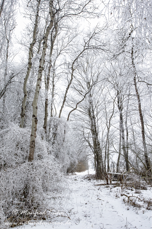 Winter (Rauhreif)_0026