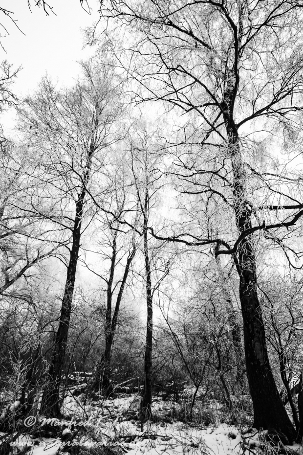 Winter (Rauhreif)_0028