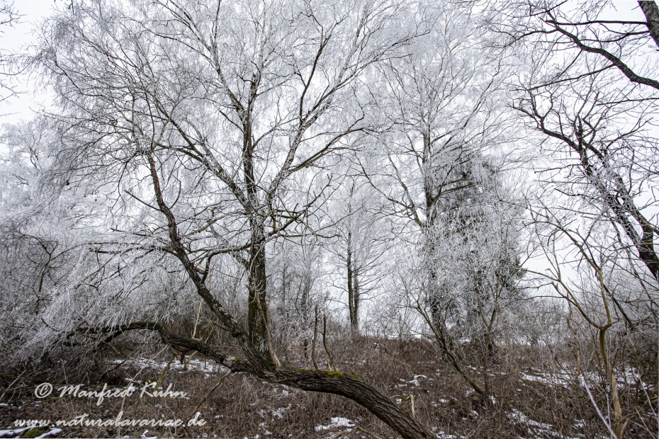 Winter (Rauhreif)_0029