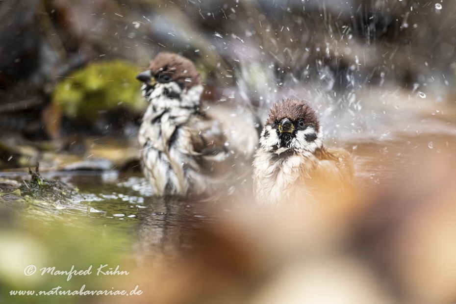 Feldsperling ()_0176