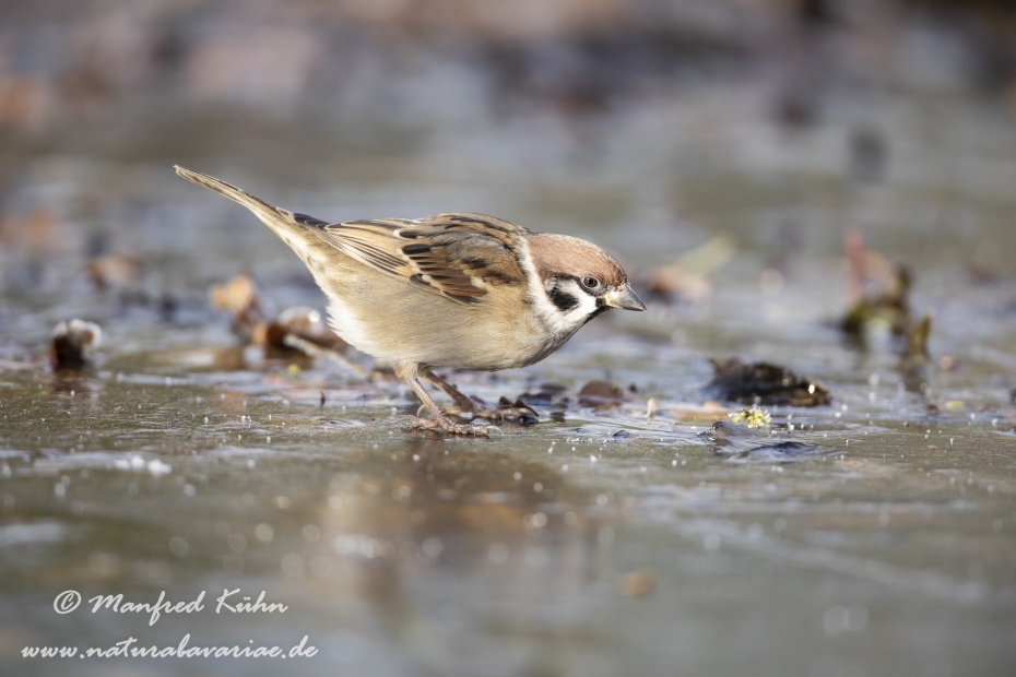 Feldsperling ()_0180