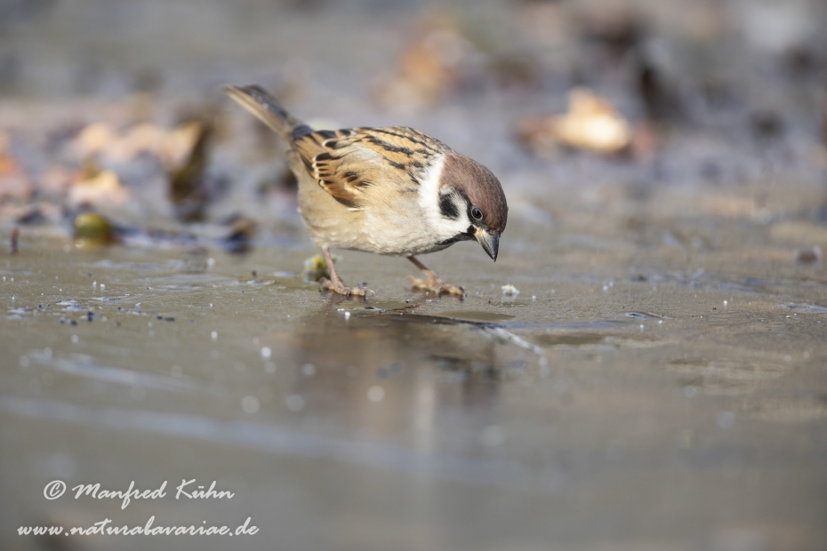 Feldsperling ()_0182