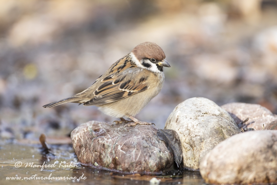 Feldsperling ()_0184
