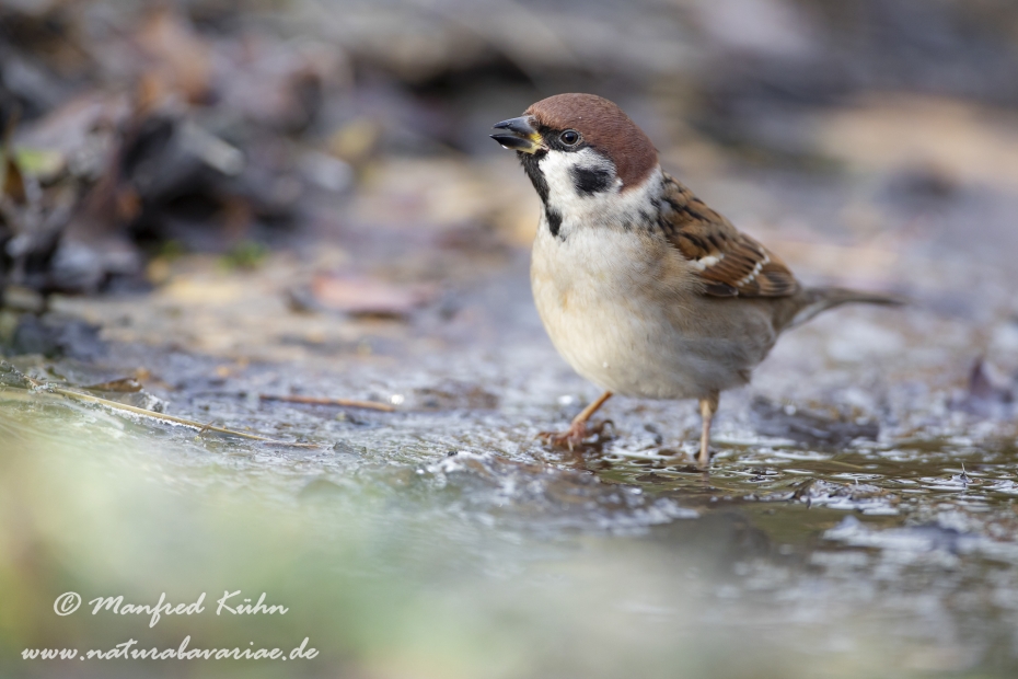 Feldsperling ()_0186